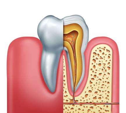 anatomie-dent-cabinet-dentaire-roanne-D2L-1